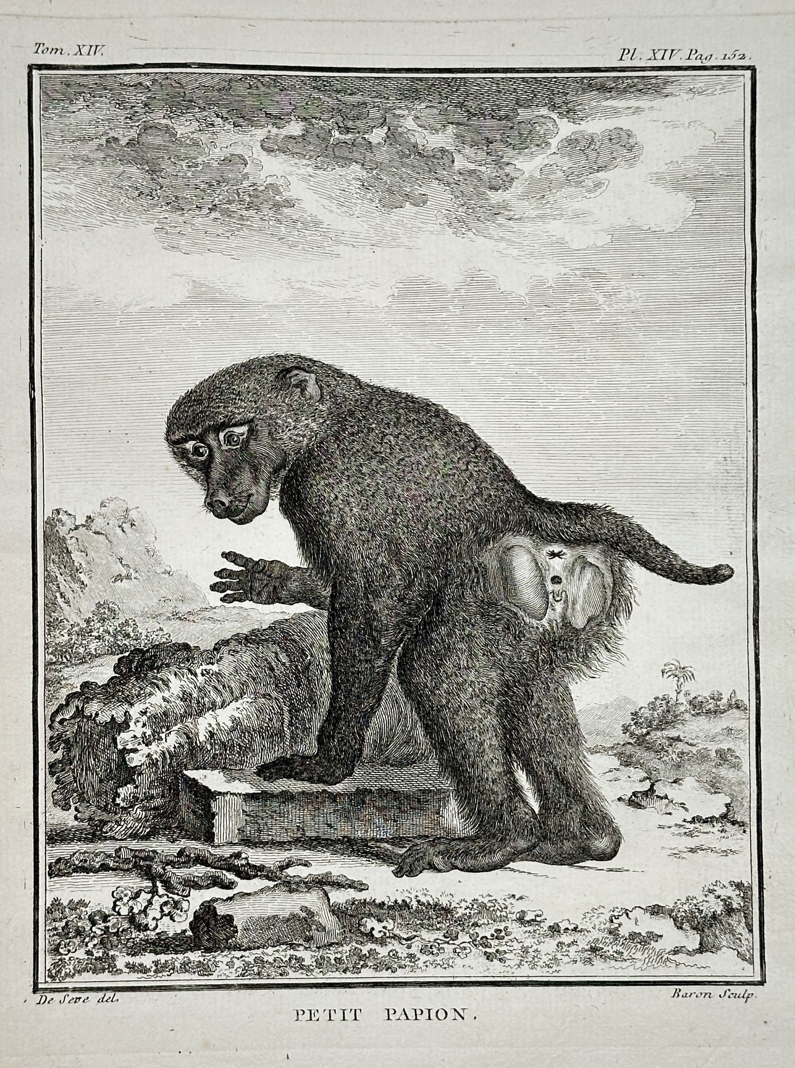 Georges-Louis Leclerc, Comte de Buffon – The Small Baboon – Engraving (Circa 1764) (1 of 2)