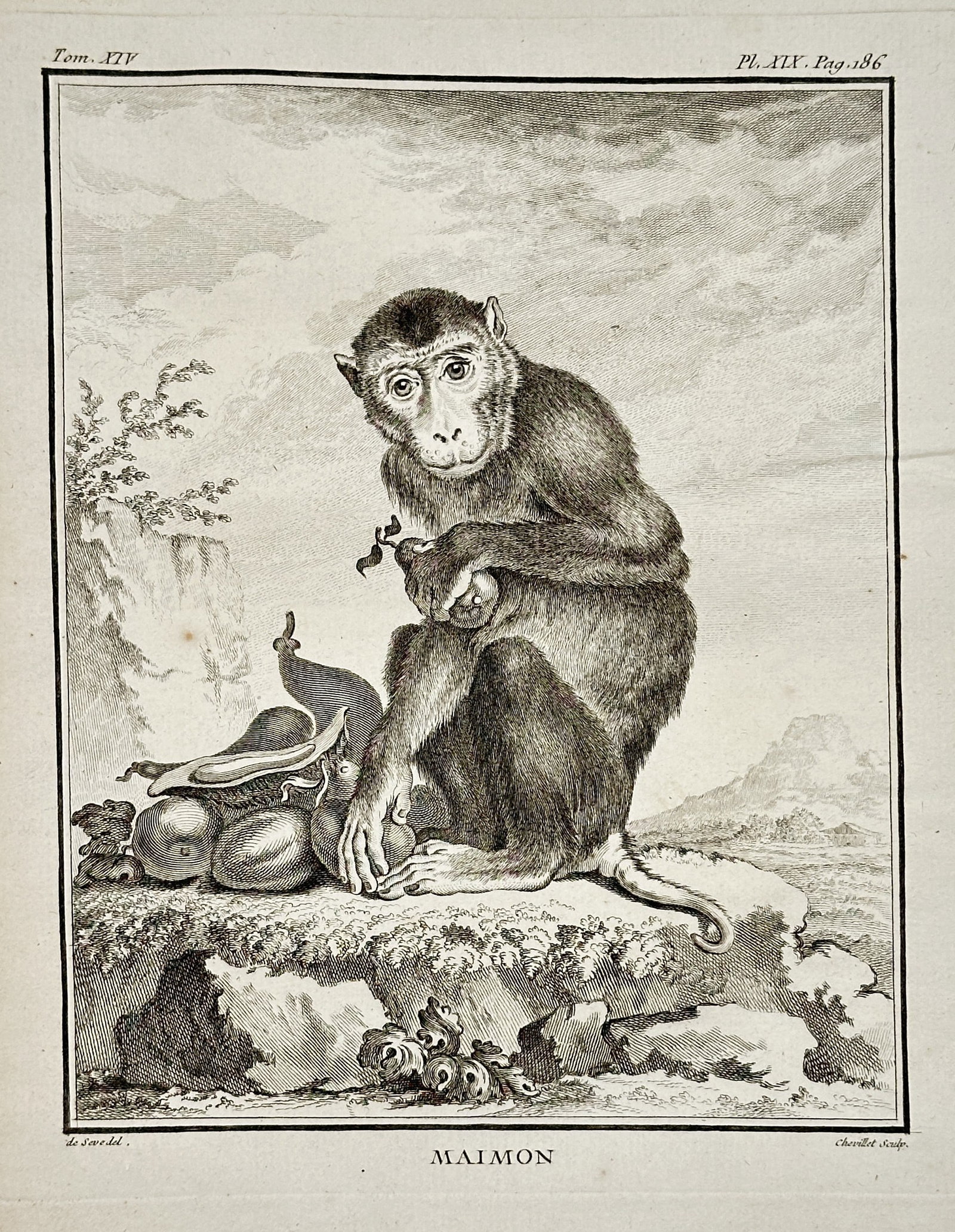 Georges-Louis Leclerc, Comte de Buffon – The Maimon – Engraving (Circa 1766): This evocative engraving, titled Maimon (The Maimon, an antiquated term for the Mandrill or a related short-tailed baboon species), depicts the primate sitting on a low rock in a prominent foreground 