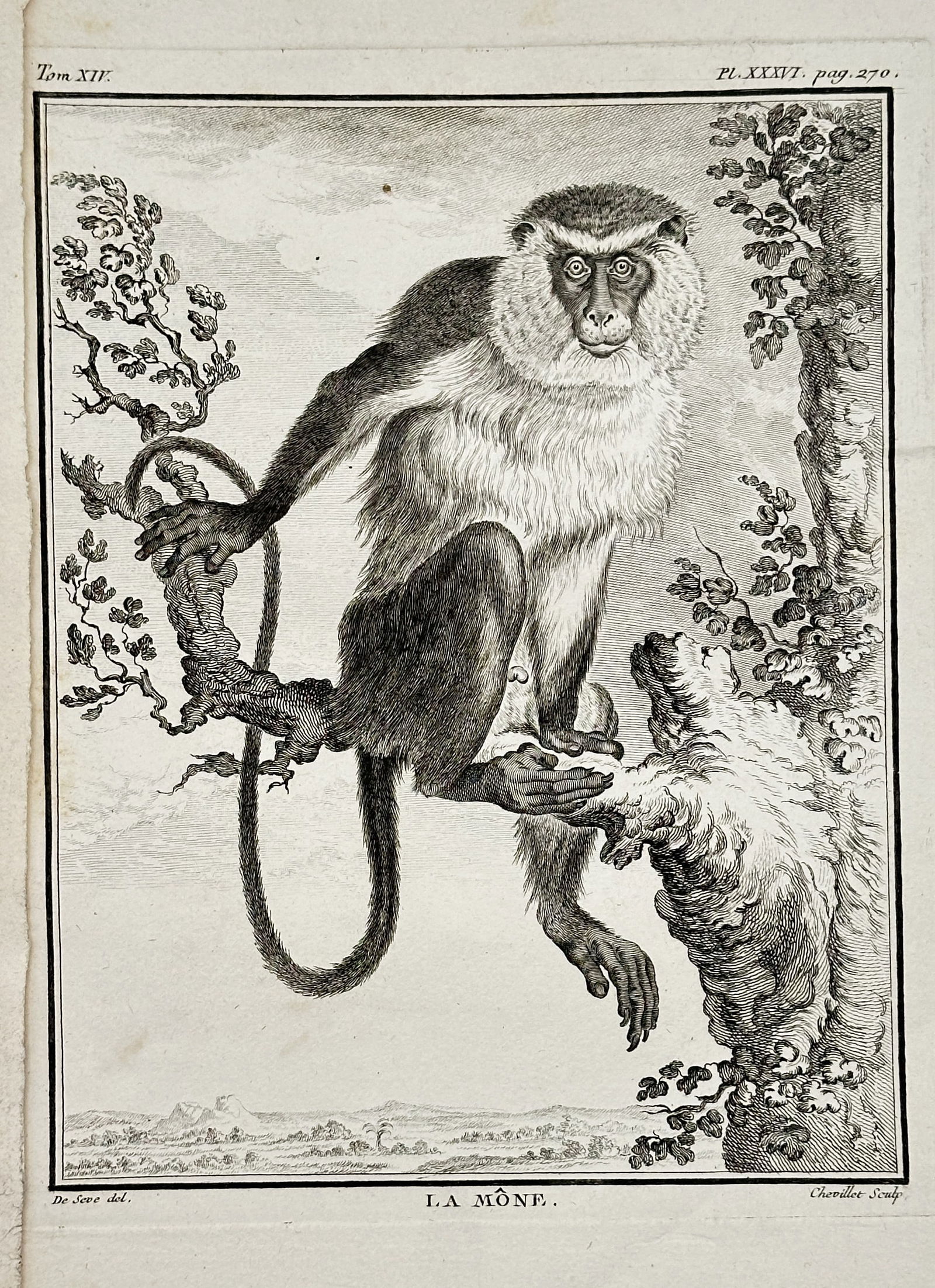 Georges-Louis Leclerc, Comte de Buffon – The Mona Monkey – Engraving (Circa 1766) (1 of 2)