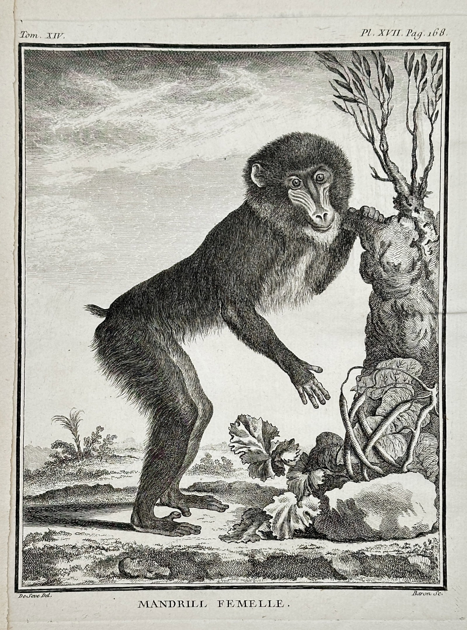 Georges-Louis Leclerc, Comte de Buffon – Female Mandrill – Engraving (Circa 1766): This detailed engraving, titled Mandrill Femelle (Female Mandrill), depicts the primate standing on its hind legs on a low rock in an expressive pose, resting its hand on a broken tree stump. The back