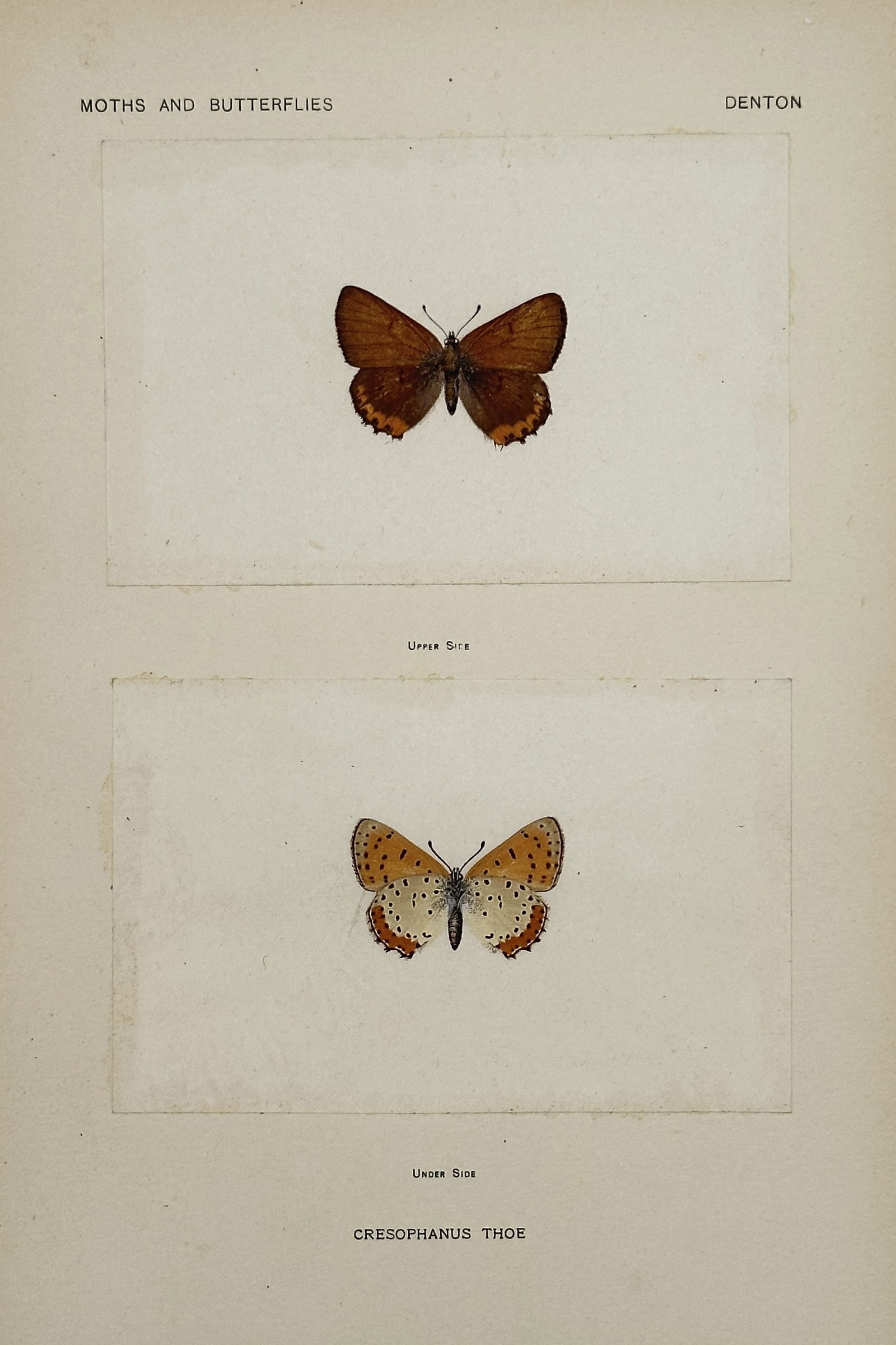 Sherman F. Denton (1856–1937) – Bronze Copper – Nature print (Circa 1900) (1 of 2)