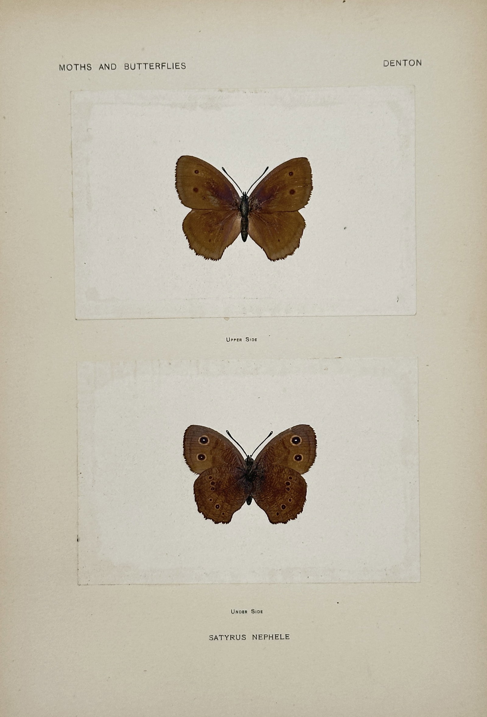 Sherman F. Denton (1856–1937) – Satyrus Nephele – Nature print (Circa 1900): This color plate features two views of a butterfly species, showing the upper side and the under side, both displayed against a neutral background. The butterfly is identified by the name Satyrus Neph