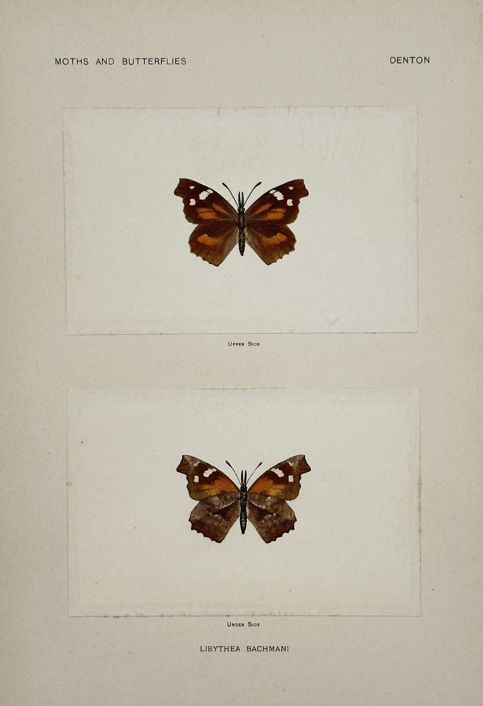 Sherman F. Denton (1856–1937) – Libythea Bachmani – Nature print (Circa 1900): This detailed color plate features two views of a butterfly species, showing the upper side and the under side, both centered on a neutral background. The butterfly is identified by the name Libythea 