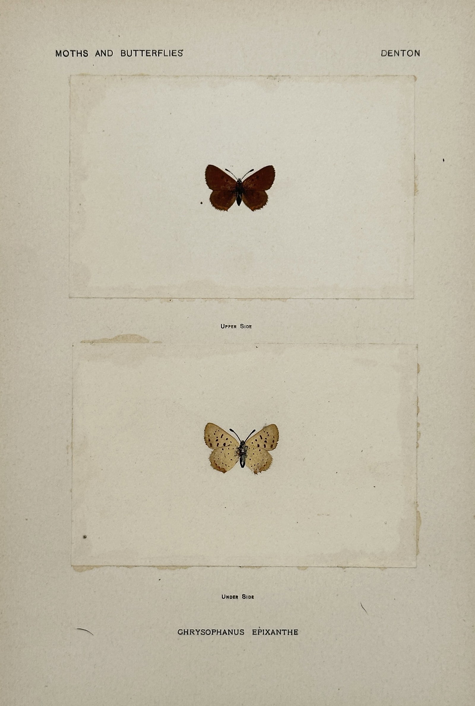 Sherman F. Denton (1856–1937) – Chrysophanus Epixanthe – Nature print (Circa 1900): This color plate features two views of a butterfly species, showing the upper side and the under side, both centered on a neutral background. The butterfly is identified by the name Chrysophanus Epixa