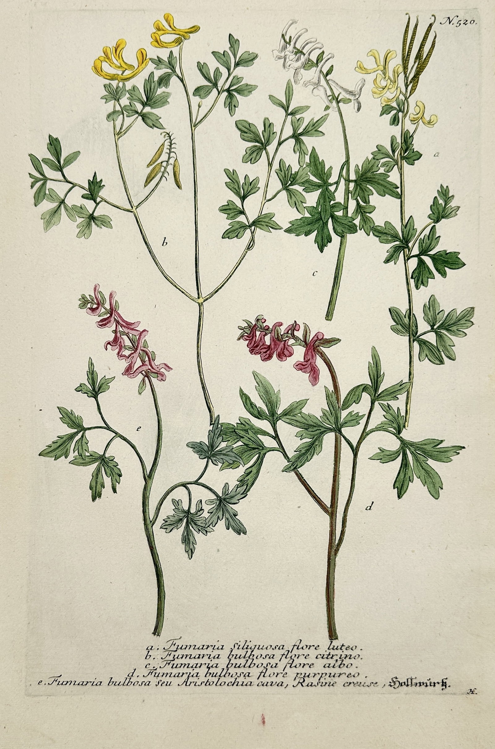 Johann Wilhelm Weinmann – Fumitory and Corydalis Species – Hand-coloured engraving (Circa: This colorful botanical print illustrates various species of the Fumitory family, primarily plants from the Fumaria and Corydalis genera, characterized by delicate, spurred flowers in shades of yellow