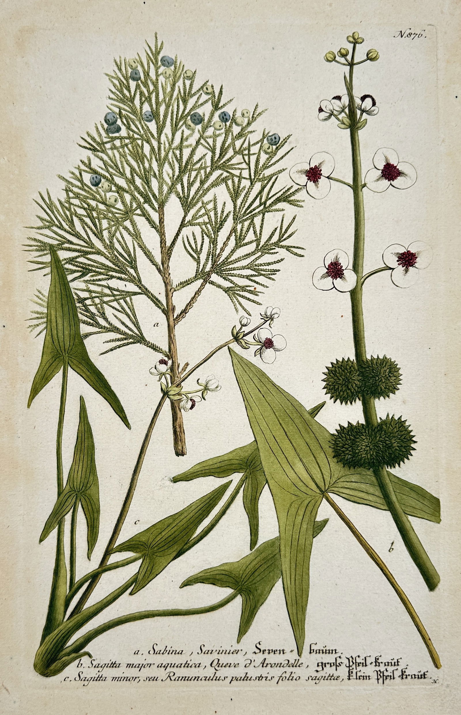 Johann Wilhelm Weinmann – Juniper and Arrowhead Species – Hand-coloured engraving (1 of 2)