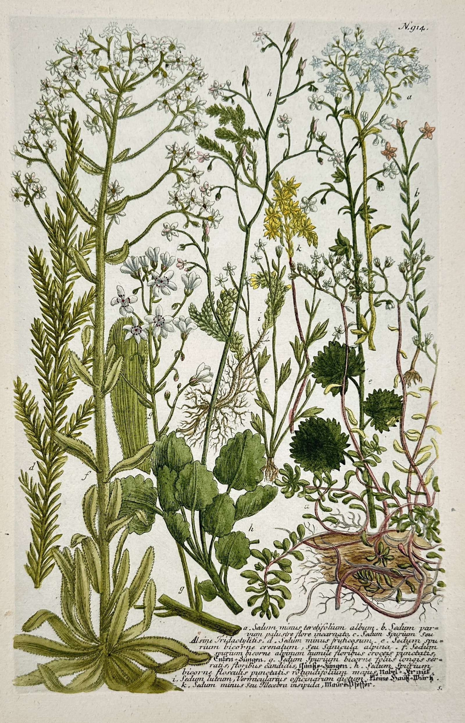 Johann Wilhelm Weinmann – Water Parsnip, Water Cress, and Related Aquatic Plants: This highly detailed and richly colored botanical print is a composite illustration of several aquatic and marsh plants. The image includes detailed renderings of flowering specimens, roots, and vario