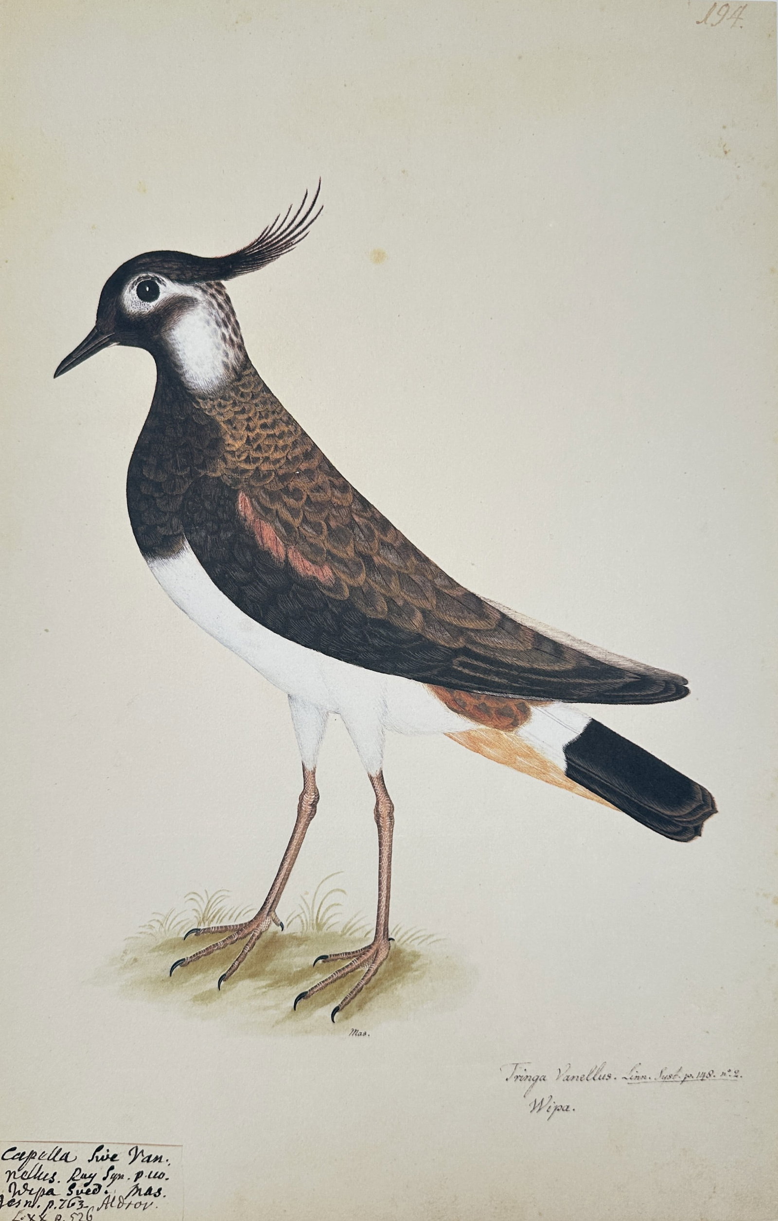 Olof Rudbeck the Younger – Lapwing (Male/Female) – Facsimile print printed on quality paper: This vibrant color illustration depicts a Lapwing (Vanellus vanellus) standing in profile on a grassy foreground. The bird is notable for its dramatic crest and strongly contrasted plumage of blackish