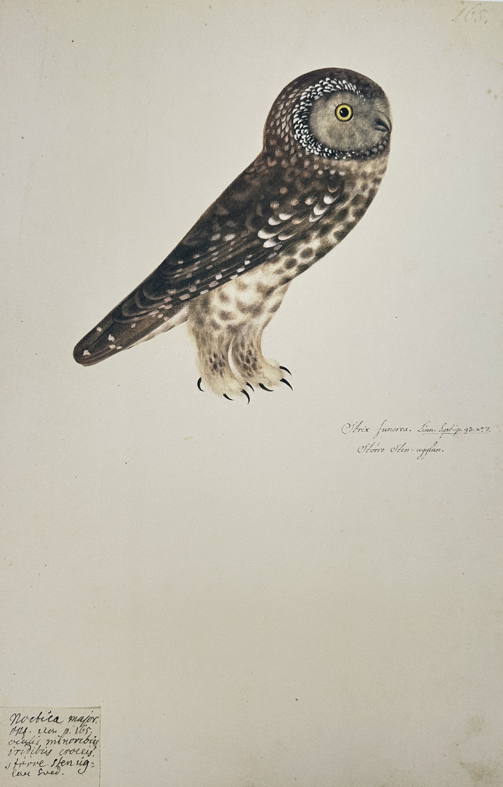 Olof Rudbeck the Younger – Short-eared Owl (Strix funerea) – Facsimile print printed on quality (1 of 2)