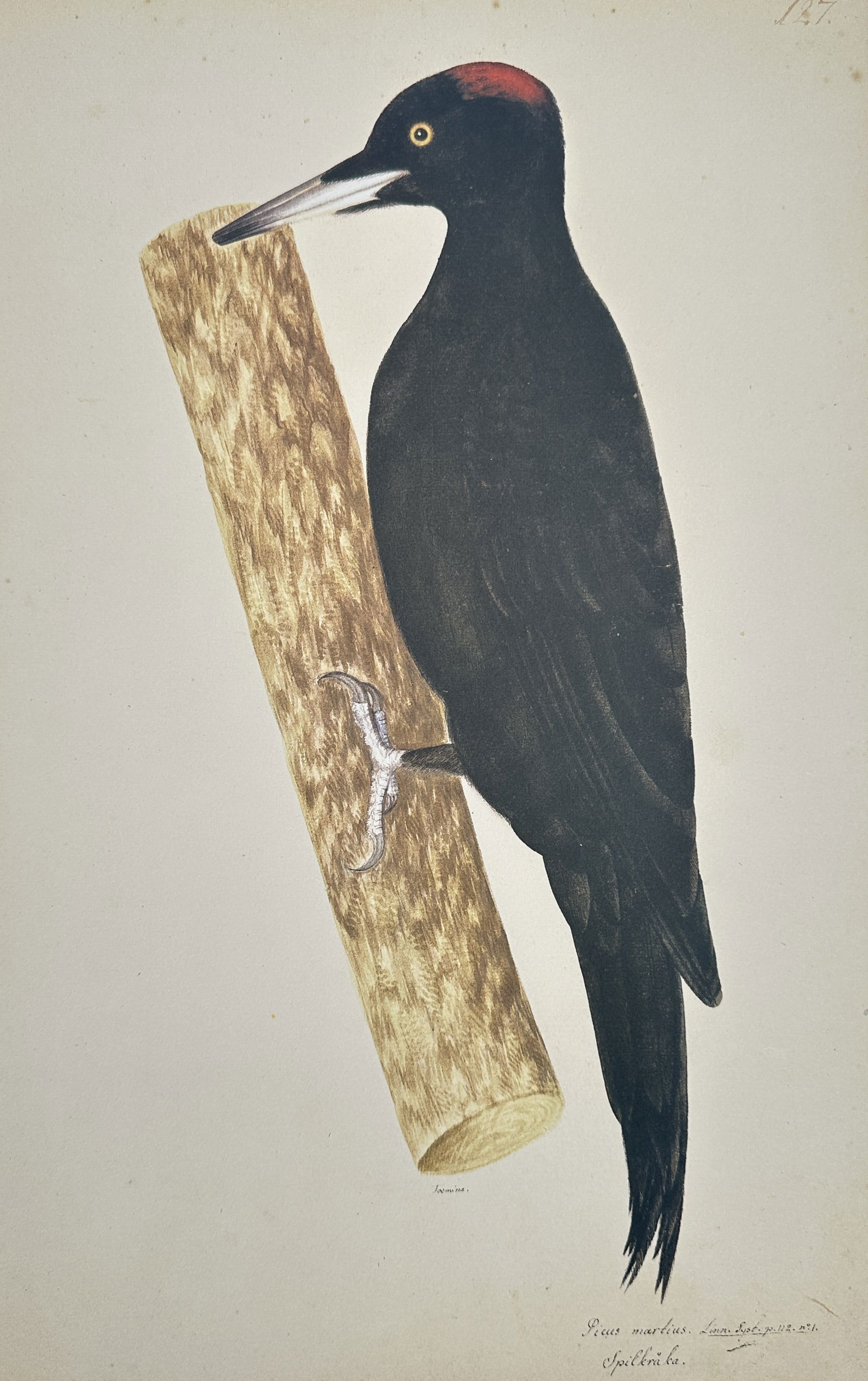 Olof Rudbeck the Younger – Black Woodpecker (Male) – Facsimile print printed on quality paper (1 of 2)