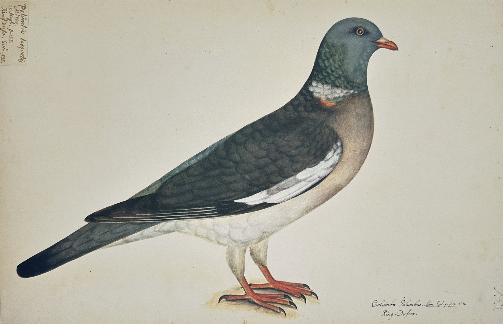 Olof Rudbeck the Younger – Stock Dove (Columba oenas) – Facsimile print printed on quality paper: This distinctive color illustration depicts a Stock Dove (Columba oenas) standing in profile against a plain background. The pigeon is shown with its characteristic grey plumage, a subtle iridescent g