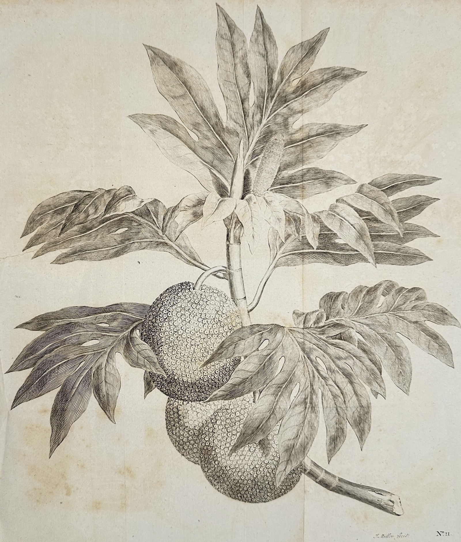 John Frederick Miller – A Branch of the Bread-Fruit Tree with the Fruit – Copper engraving (1 of 2)