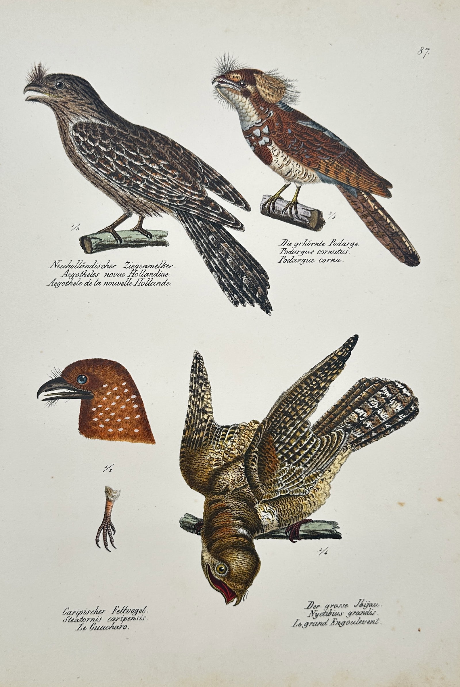 Karl Joseph Brodtmann – New-Holland Goatsucker, Horned Podargo, and Cape Rock Bird: This hand-coloured lithograph depicts three different bird species and detailed anatomical studies, illustrating zoological specimens from diverse global locations, including Australia ("New-Holland")