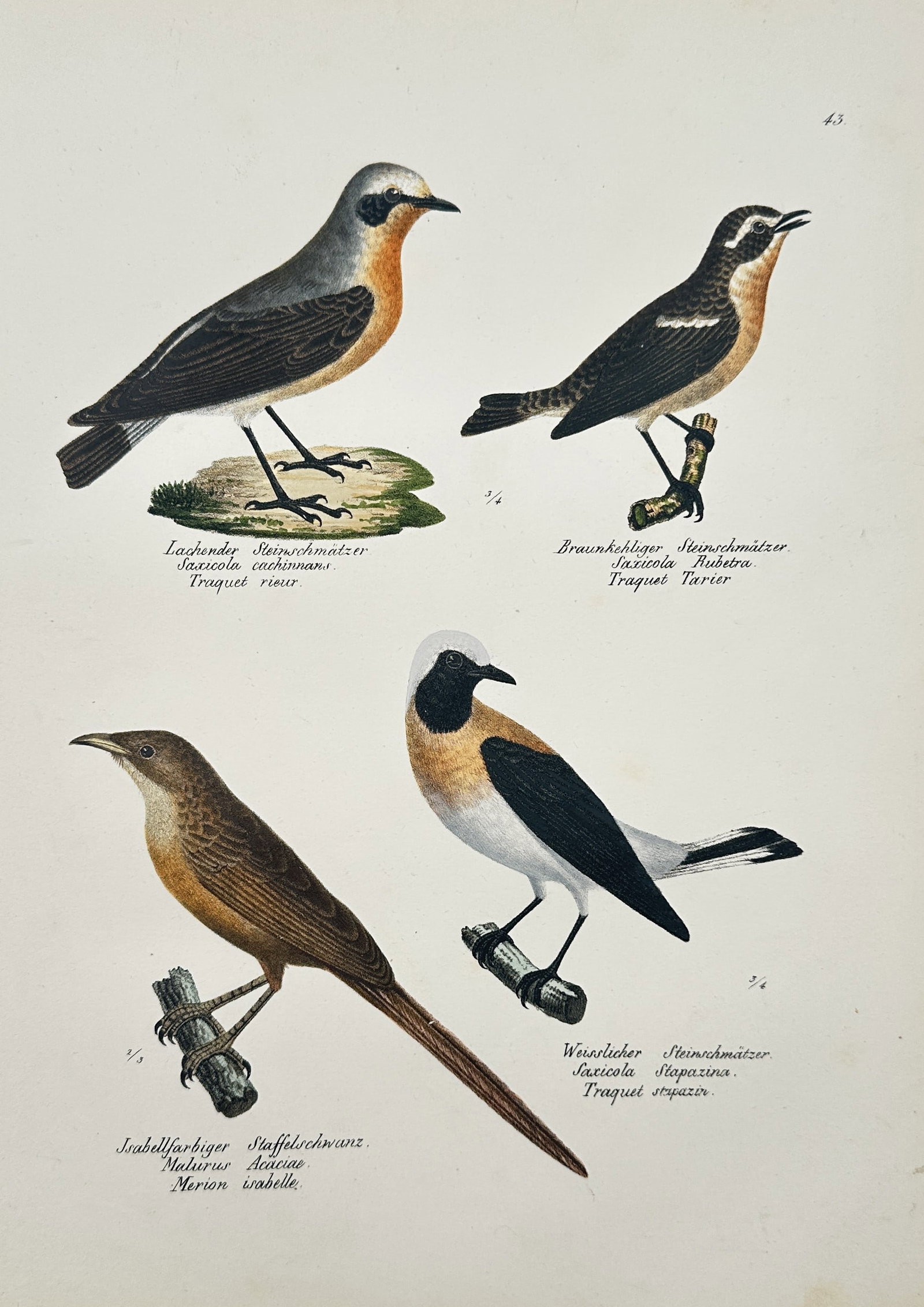 Karl Joseph Brodtmann – Four Wheatear and Tail-wagger Species – Hand-coloured lithograph: This hand-coloured lithograph illustrates four different species of small passerine birds, primarily Wheatears, including the Red-breasted, Brown-throated, Isabelline, and White-headed varieties. The 