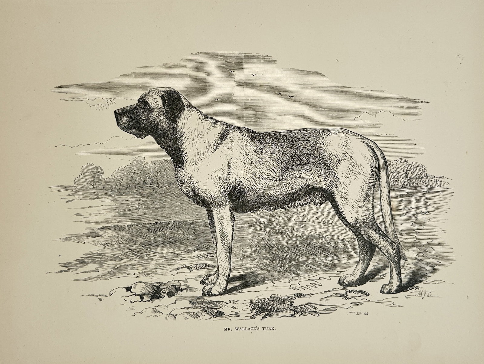 Vero Shaw (fl. 1870–1900) – Dr. Walker's Turk (Mastiff) – Engraving (Circa 1881): This engraving is a fine black-and-white portrait of "Dr. Walker's Turk," a noted specimen of the Mastiff breed from late 19th-century Britain. The dog is depicted standing in profile, illustrating th