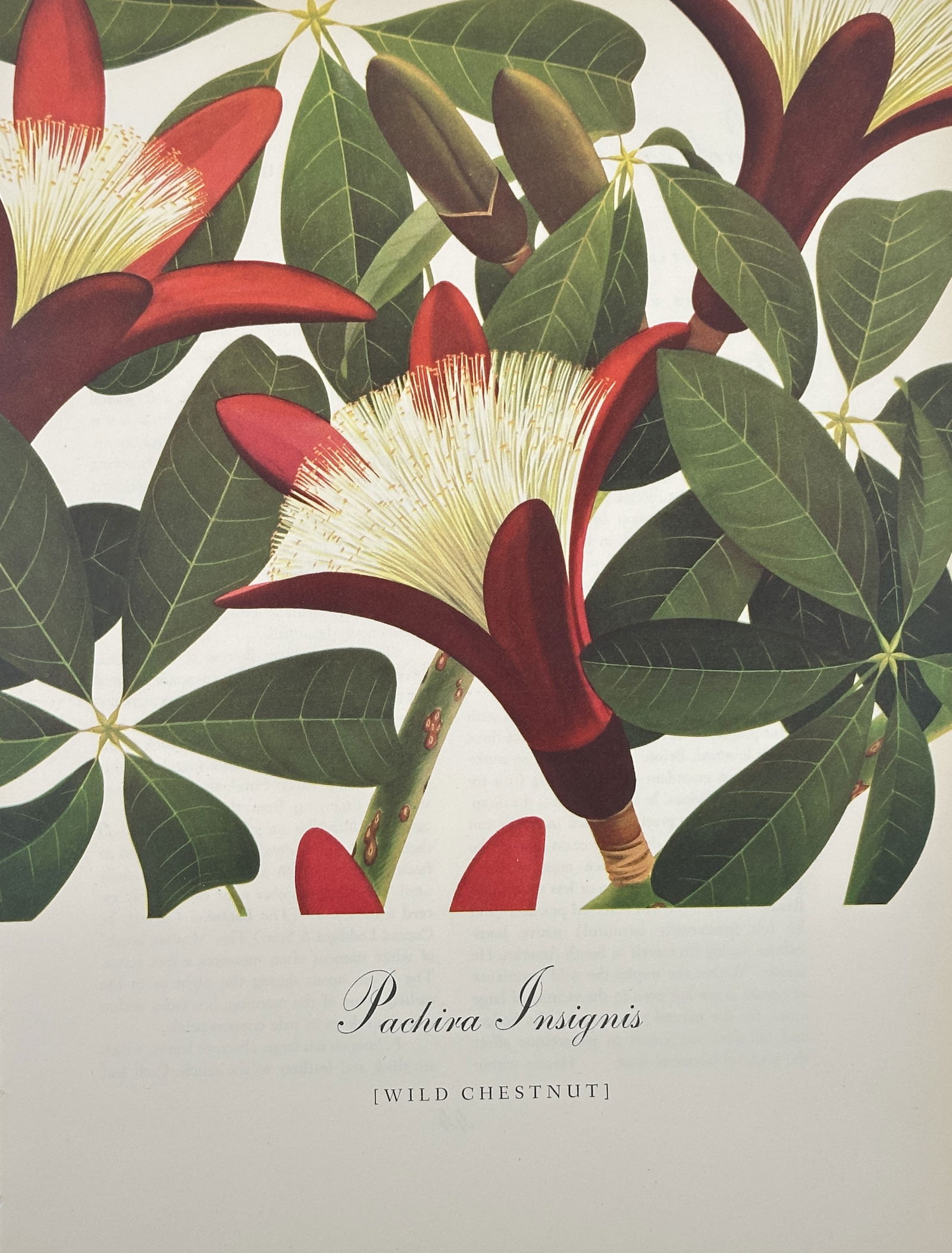 Bernard and Harriet Pertchik, after – Pachira Insignis (Wild Chestnut) – Offset print (20th (1 of 2)