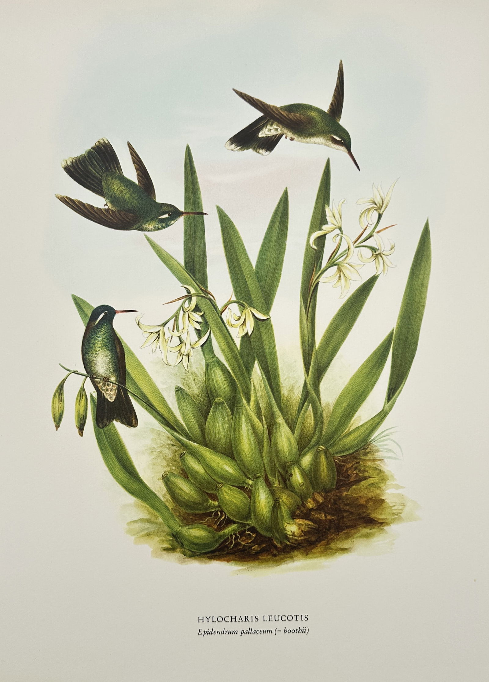 Rafael Montes de Oca, after – White-eared Hummingbird – Offset print (20th Century) (1 of 2)