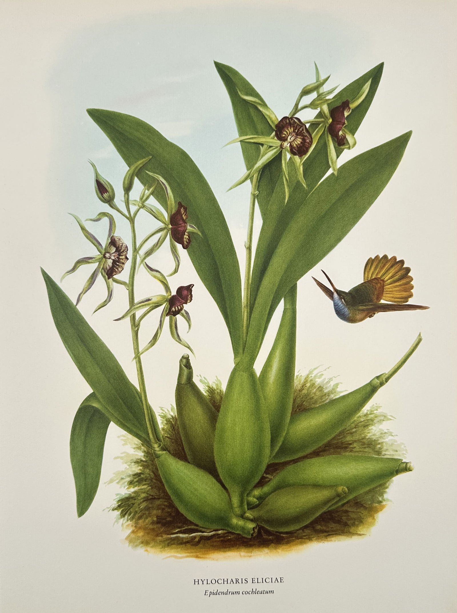 Rafael Montes de Oca, after – Blue-throated Sapphire – Offset print (20th Century) (1 of 2)