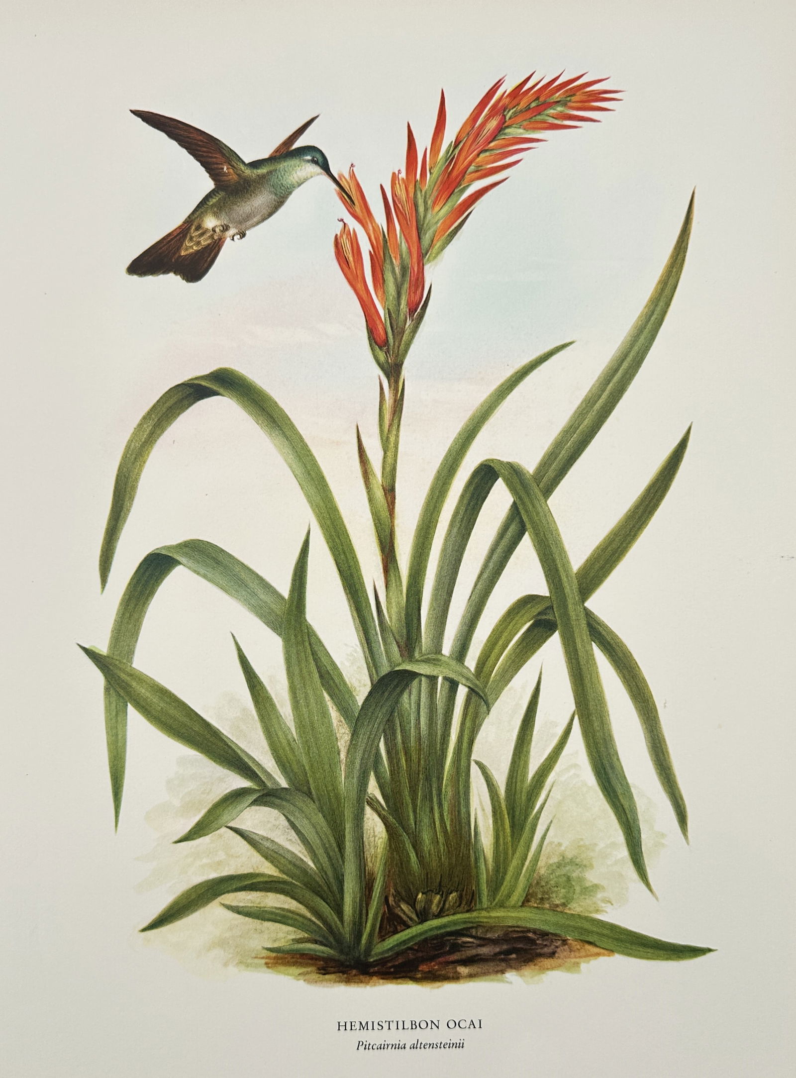 Rafael Montes de Oca, after – Hemistilbon Ocai with Pitcairnia altensteinii – Offset print (20th (1 of 2)