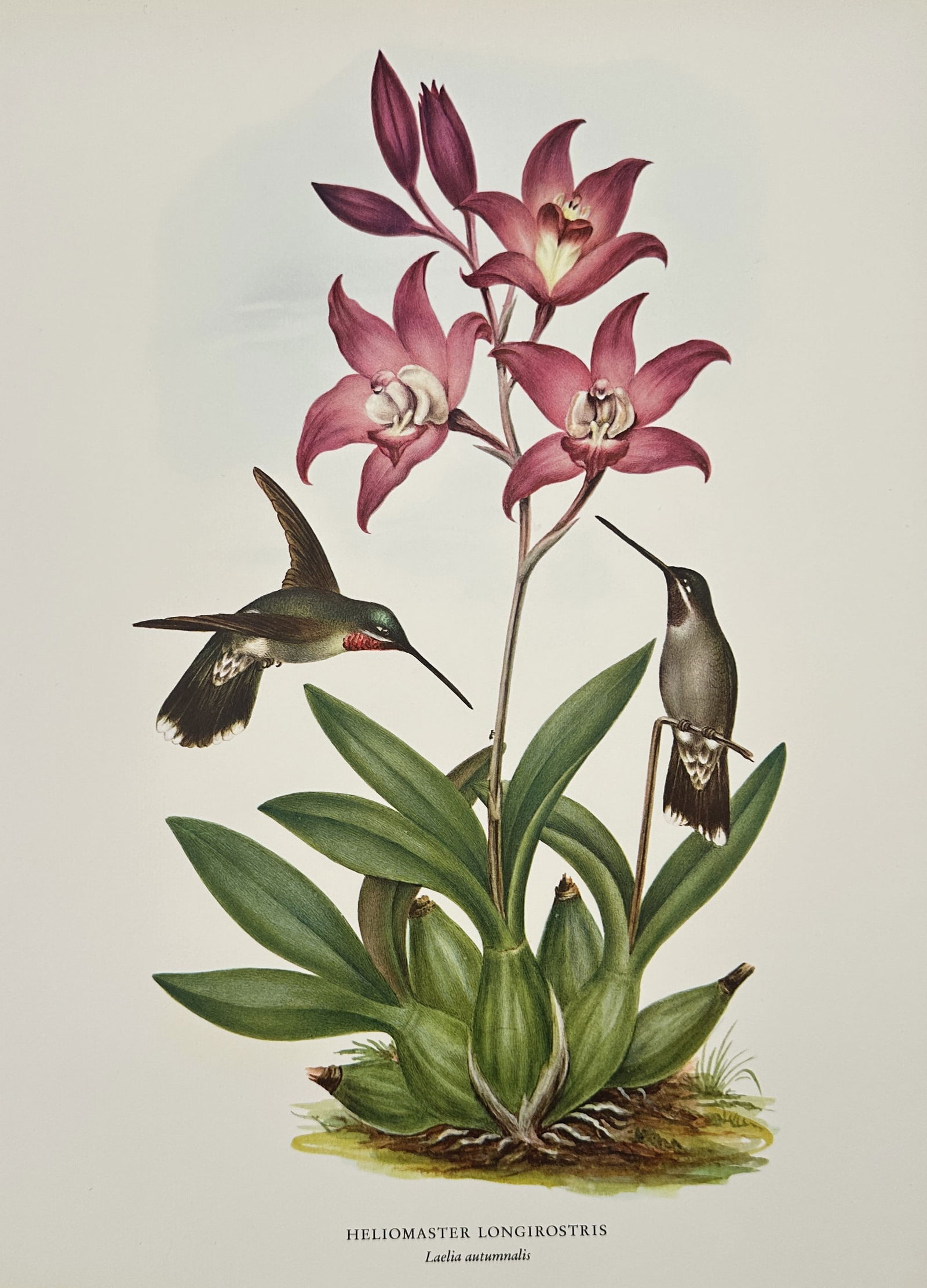 Rafael Montes de Oca, after – Long-billed Starthroat – Offset print (20th Century) (1 of 2)