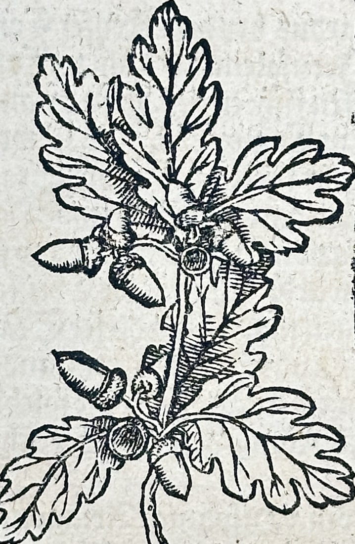 Sebastian Münster – Botanical and Figurative Woodcuts with Text from Von Hispania – Woodcut: This folio leaf is an original print from the influential work Cosmographia, featuring German text titled Von Hispania (Of Spain). The page includes two woodcut vignettes: a detailed illustration of a