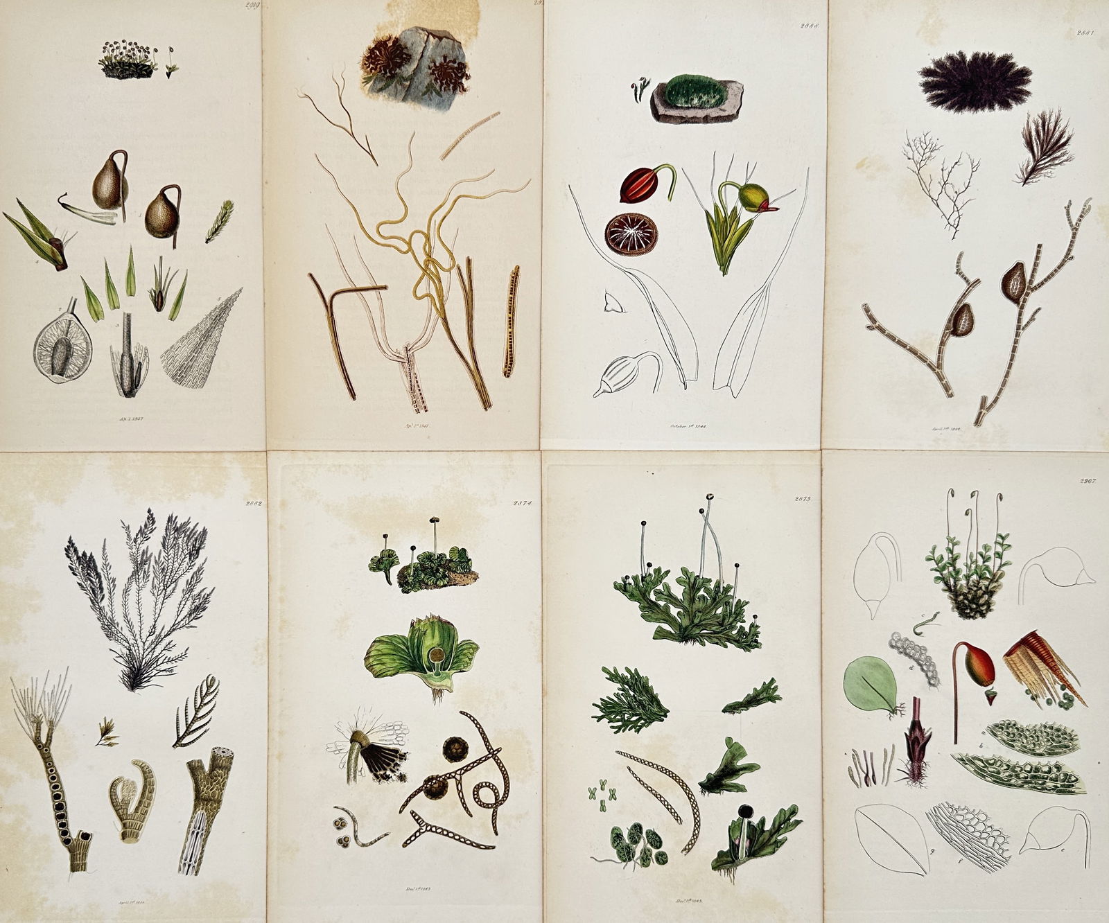 James Sowerby – Set of 8: Botanical Studies of Mosses– Hand-coloured engraving (1843) (1 of 2)
