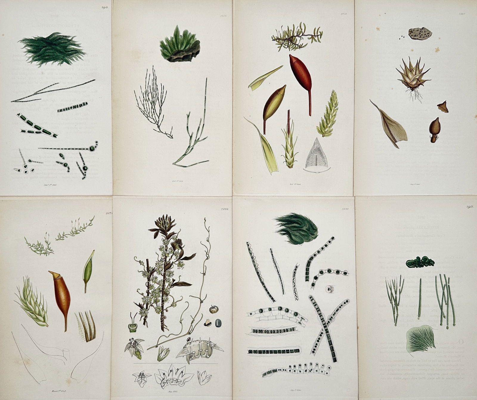 James Sowerby – Set of 8: Botanical Studies of Cryptogams – Hand-coloured engraving (Circa 1843) (1 of 2)