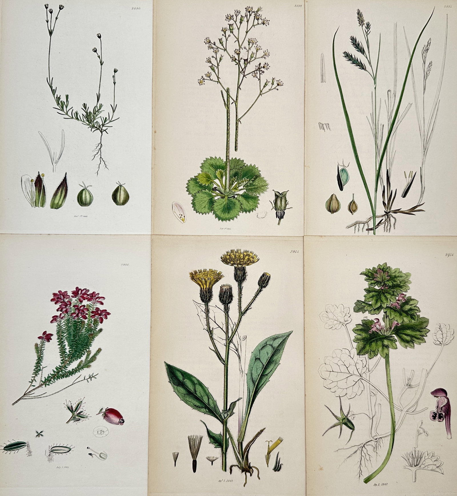 James Sowerby – Set of 6: Botanical Studies including Heather and Hawkweed – Hand-coloured: This set of six hand-coloured engravings features detailed scientific illustrations of various British plants, including heather, hawkweed, and a species of sedge. These prints are from the second edi