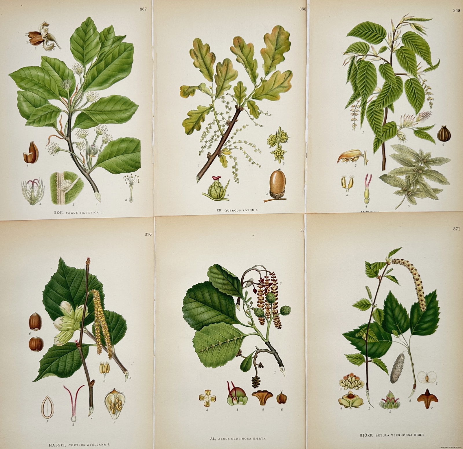 Carl Lindman – Set of 6: Botanical Studies of Trees including Oak, Beech, and Maple (1 of 2)