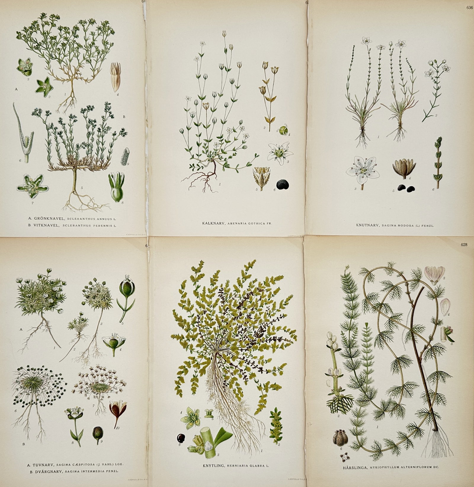Carl Lindman – Set of 6: Botanical Studies including Water-milfoil and Pearlwort –: This set of six chromolithographs features detailed scientific illustrations of various Scandinavian plants, including Water-milfoil, Pearlwort, and other herbaceous flora. The prints are from the cel