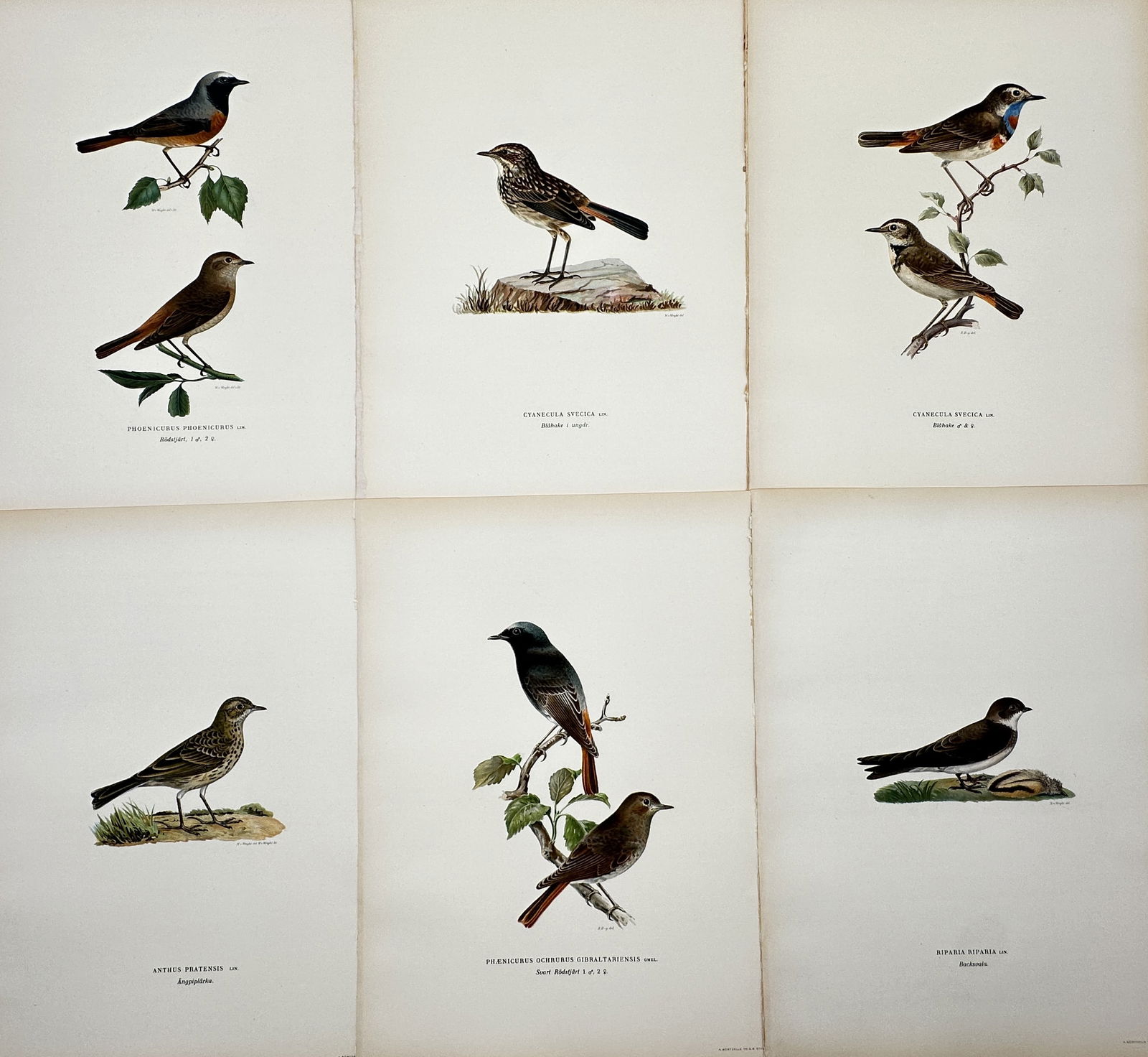 Wilhelm von Wright – Set of 6: Ornithological Studies including Thrushes and Redstarts (1 of 2)