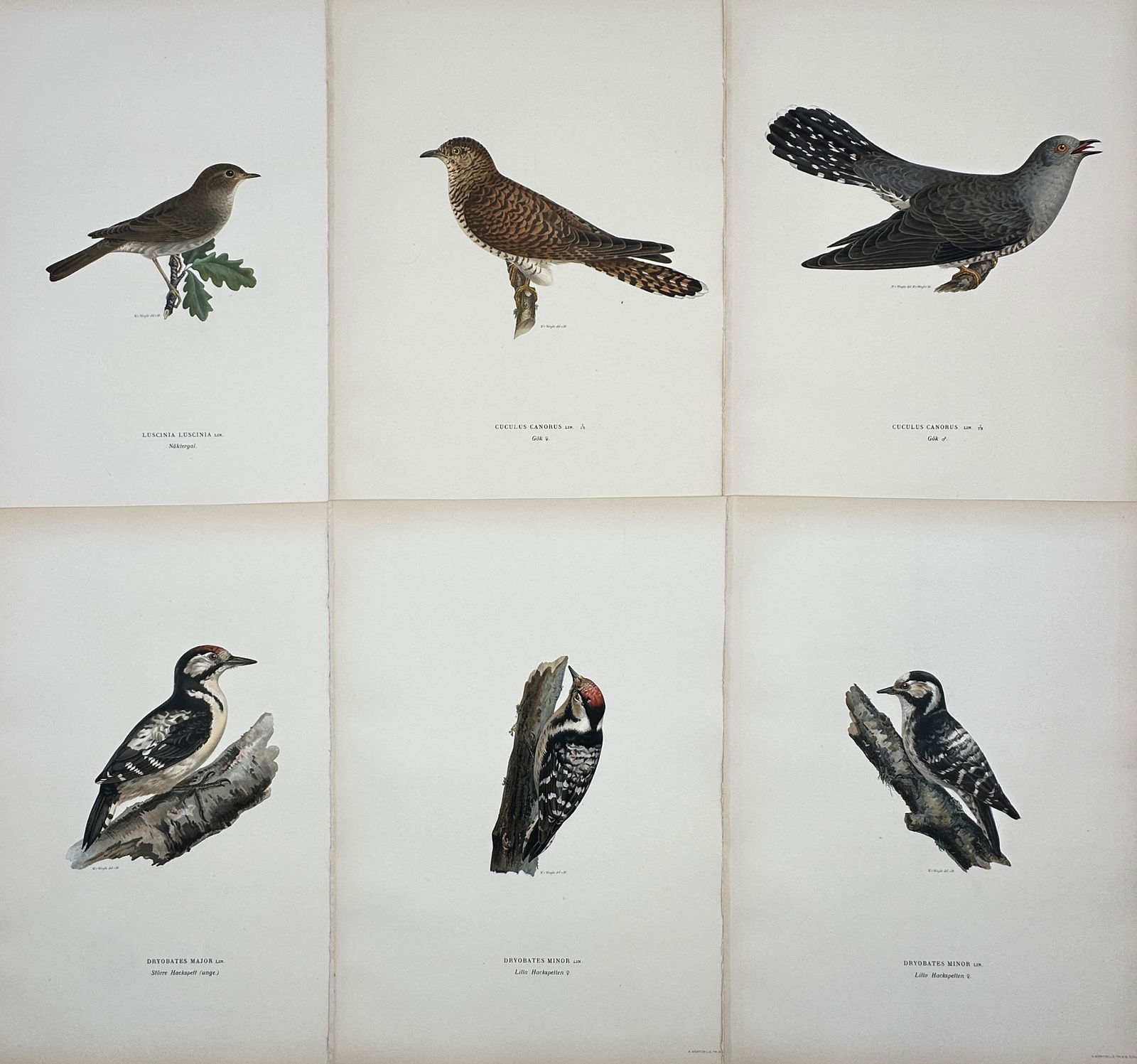 Wilhelm von Wright – Set of 6: Ornithological Studies including Woodpeckers and Cuckoo (1 of 2)