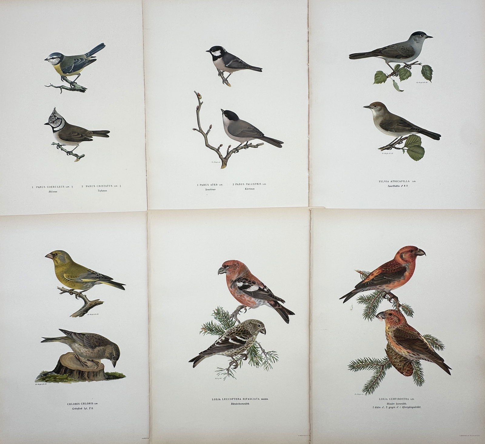 Wilhelm von Wright – Set of 6: Ornithological Studies including Tits and Crossbills (1 of 2)