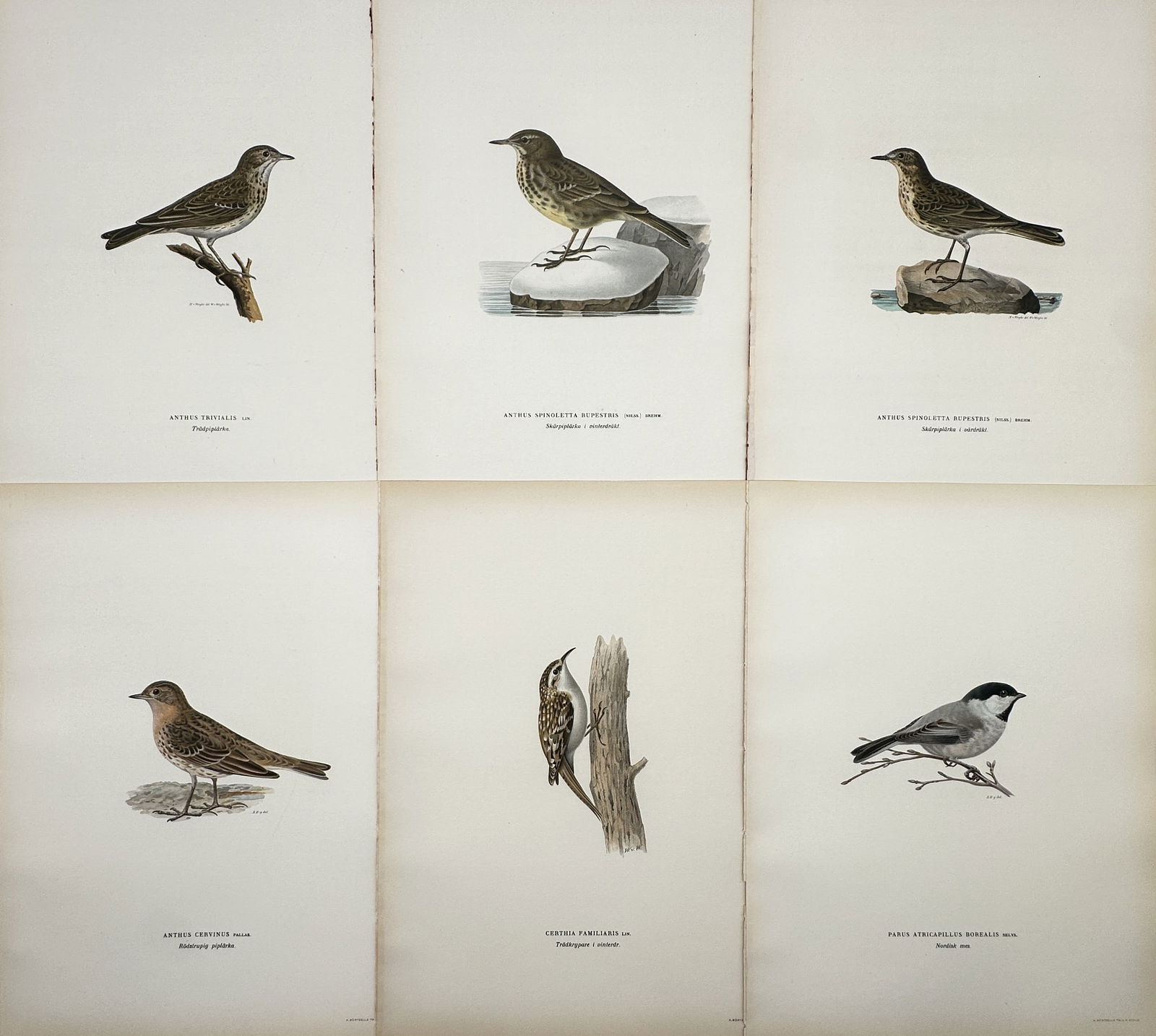 Wilhelm von Wright – Set of 6: Ornithological Studies including Pipits, Treecreeper, and Willow (1 of 2)
