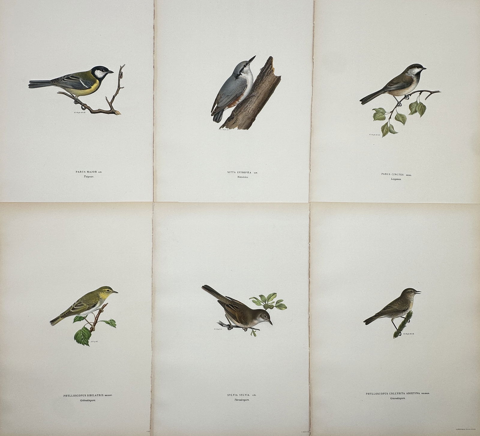 Wilhelm von Wright – Set of 6: Ornithological Studies including Great Tit and Eurasian Nuthatch (1 of 2)