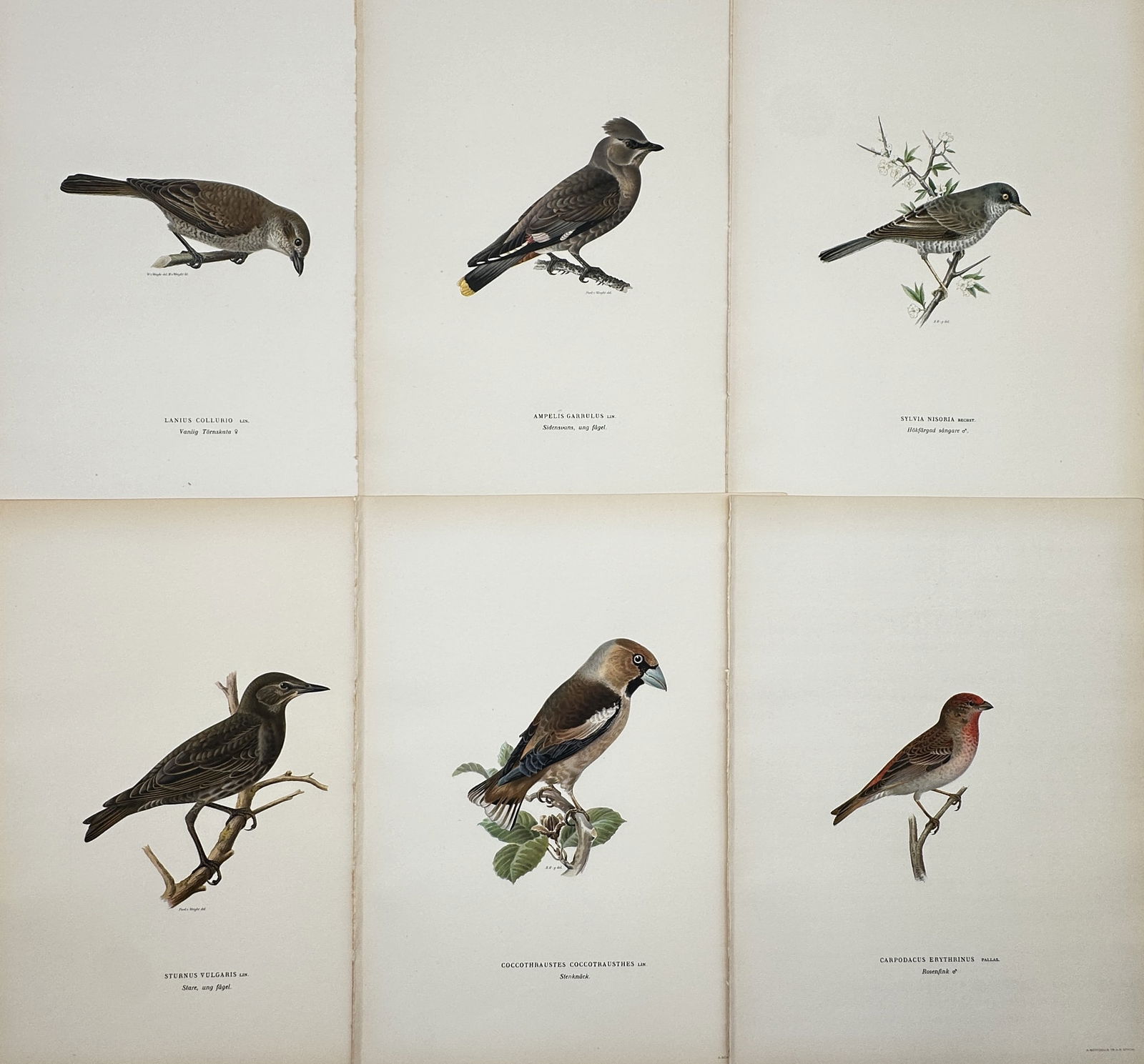 Wilhelm von Wright – Set of 6: Ornithological Studies including Hawfinch and Redwing (1 of 2)