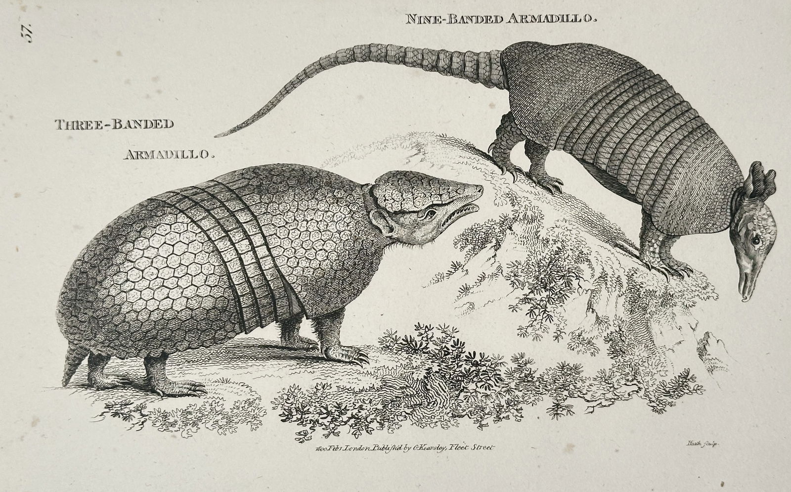 George Shaw – Illustration of Three-Banded Armadillo and Nine-Banded Armadillo – Engraving (1 of 2)