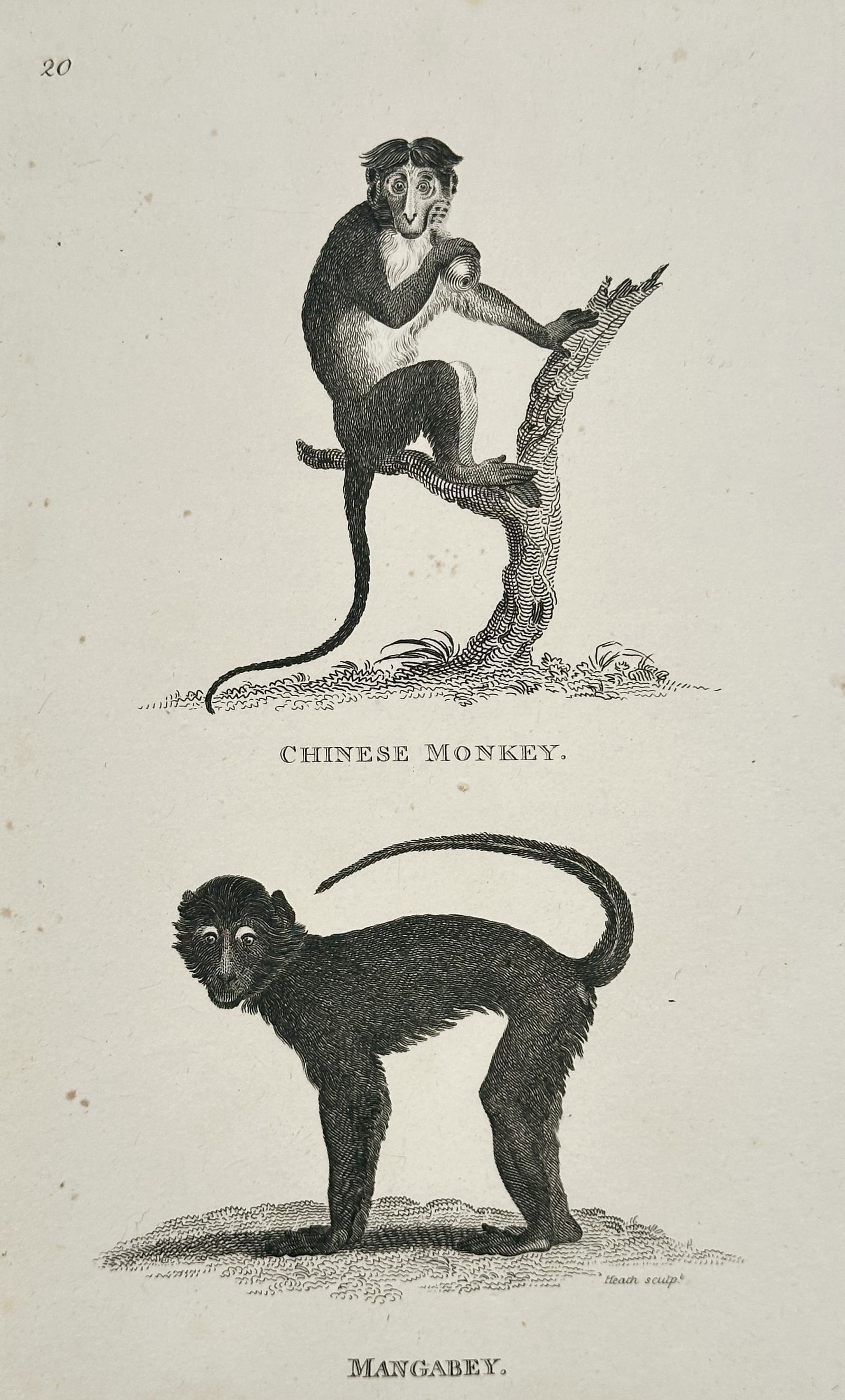 George Shaw – Illustration of Chinese Monkey and Mangabey – Engraving (1792) (1 of 2)