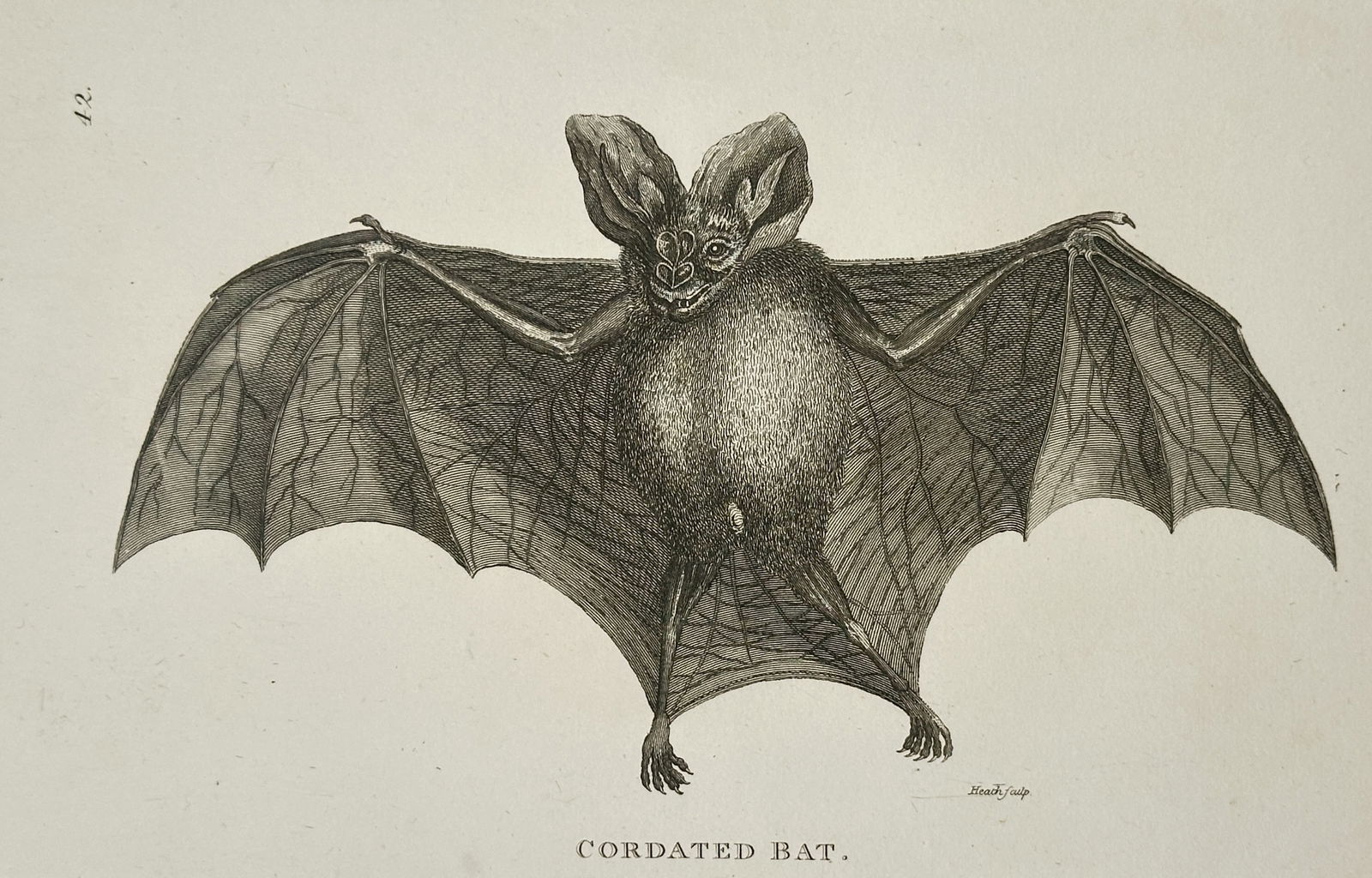 George Shaw – Illustration of Cordated Bat – Engraving (1804): This engraving is a scientific illustration of a bat titled Cordated Bat, shown frontally with its wings fully spread. The image emphasizes the large, heart-shaped ears (suggesting the "cordated" desc