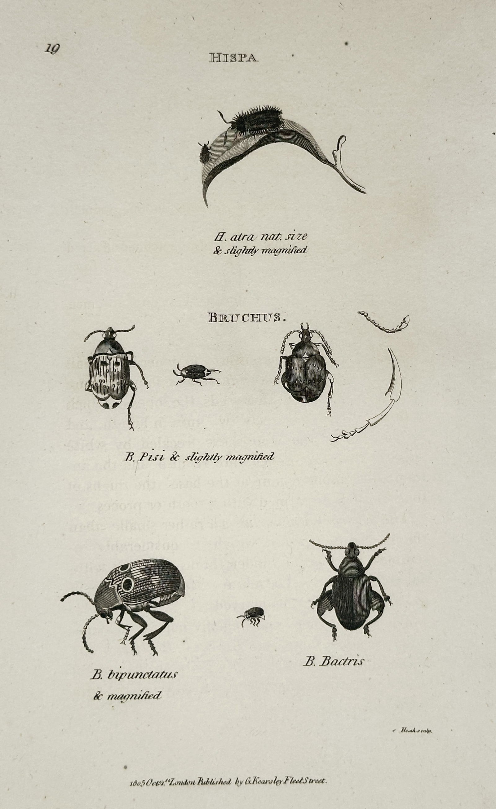 George Shaw – Illustration of Hispa and Bruchus Beetles – Engraving (1804) (1 of 2)