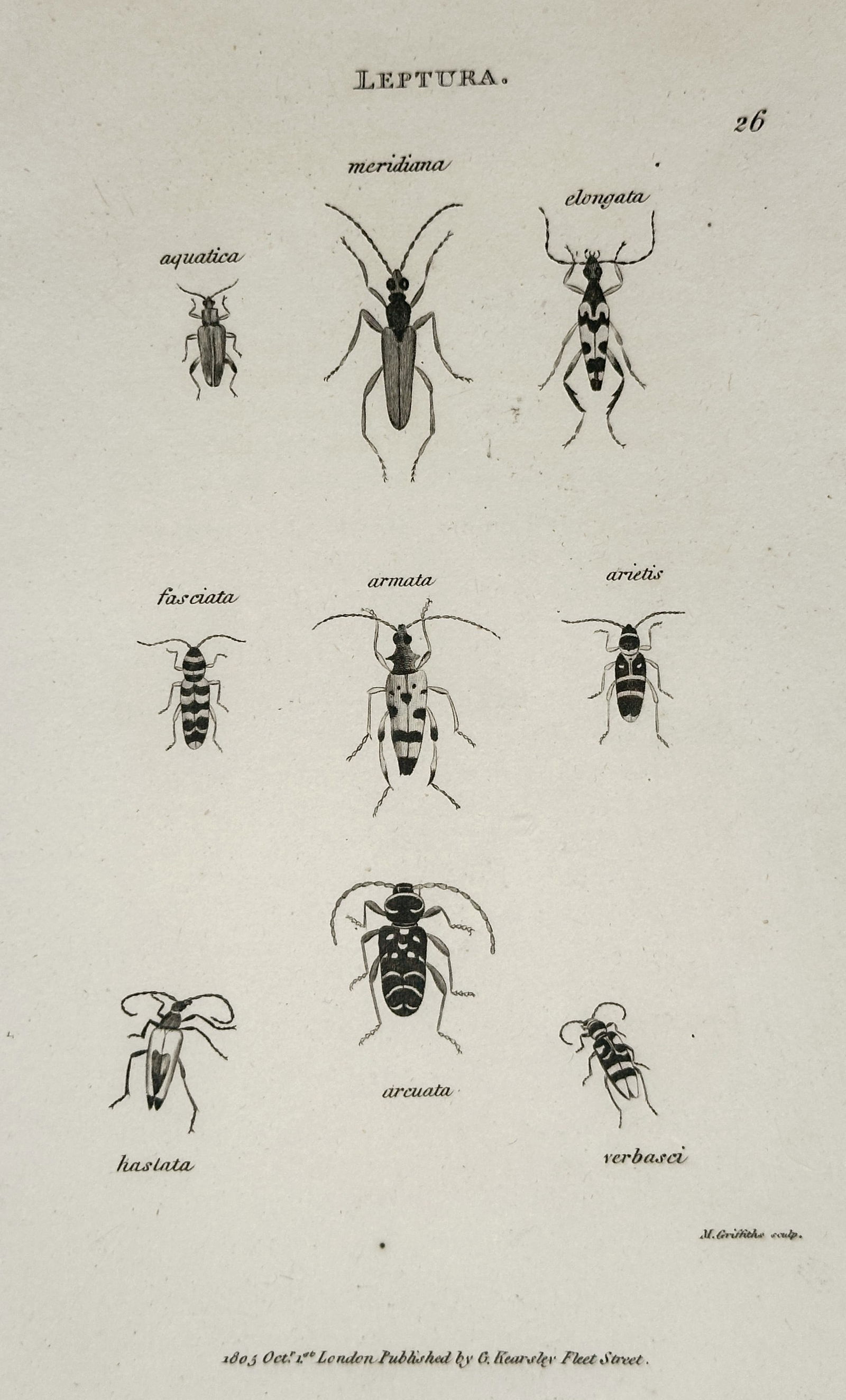 George Shaw – Illustration of Leptura: Seven Species of Longhorn Beetles – Engraving (1804) (1 of 2)