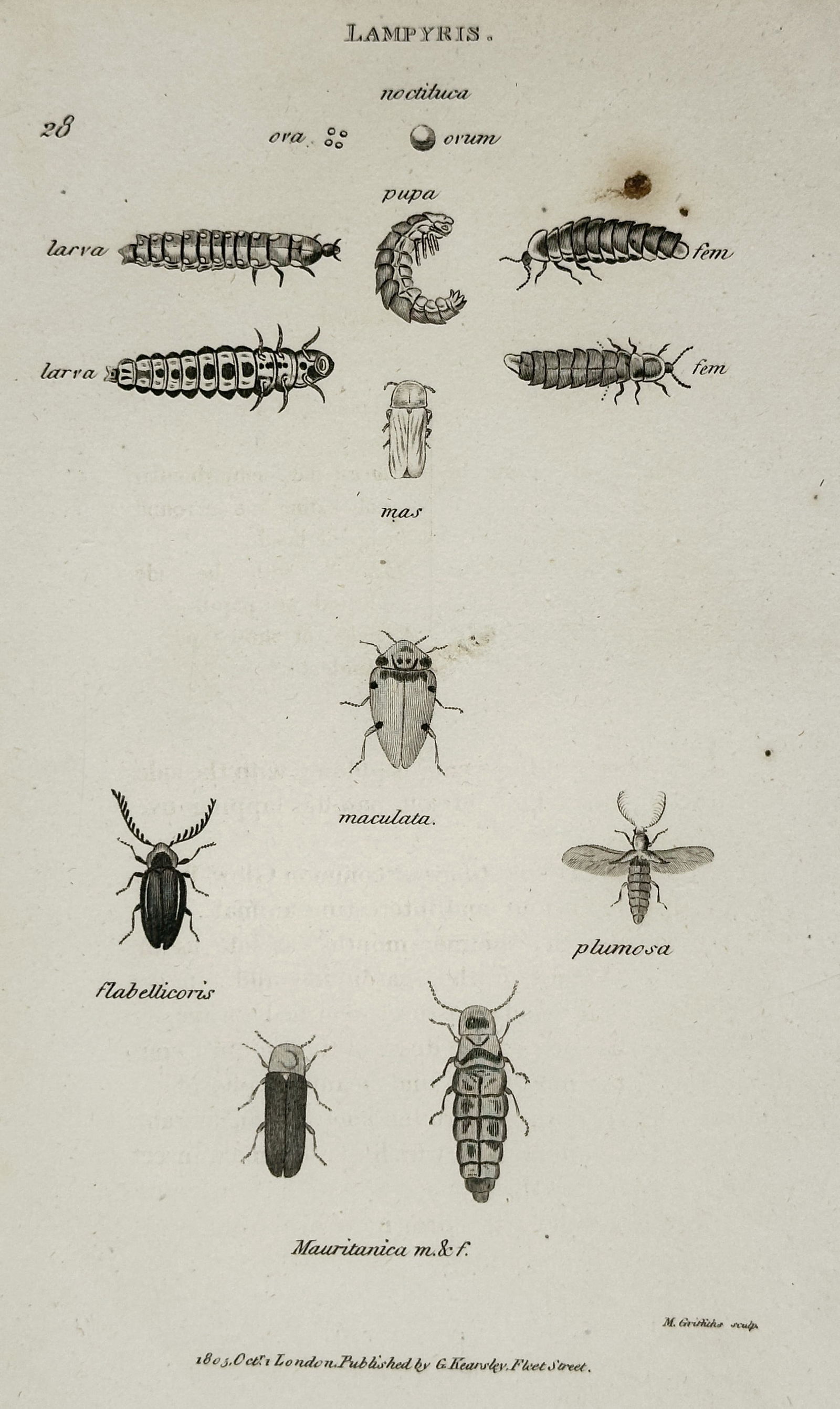 George Shaw – Illustration of Lampyris: Life Stages of Fireflies and Related Beetles – Engraving (1 of 2)