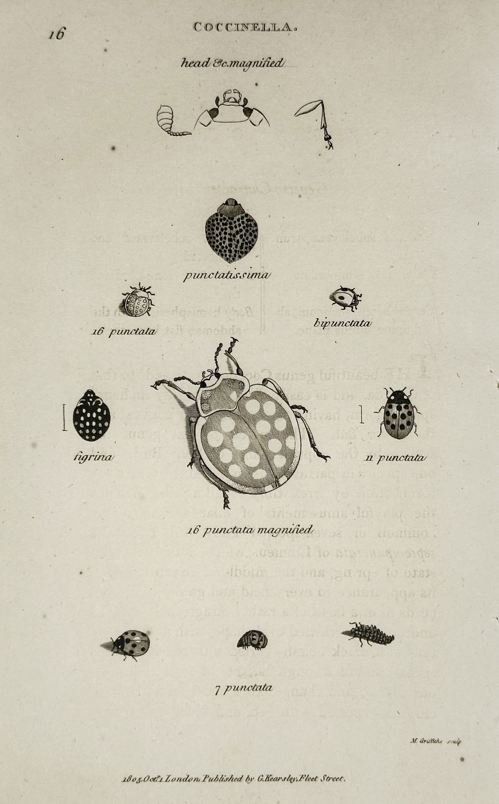 George Shaw – Illustration of Coccinella: Various Species of Ladybird Beetles – Engraving (1 of 2)