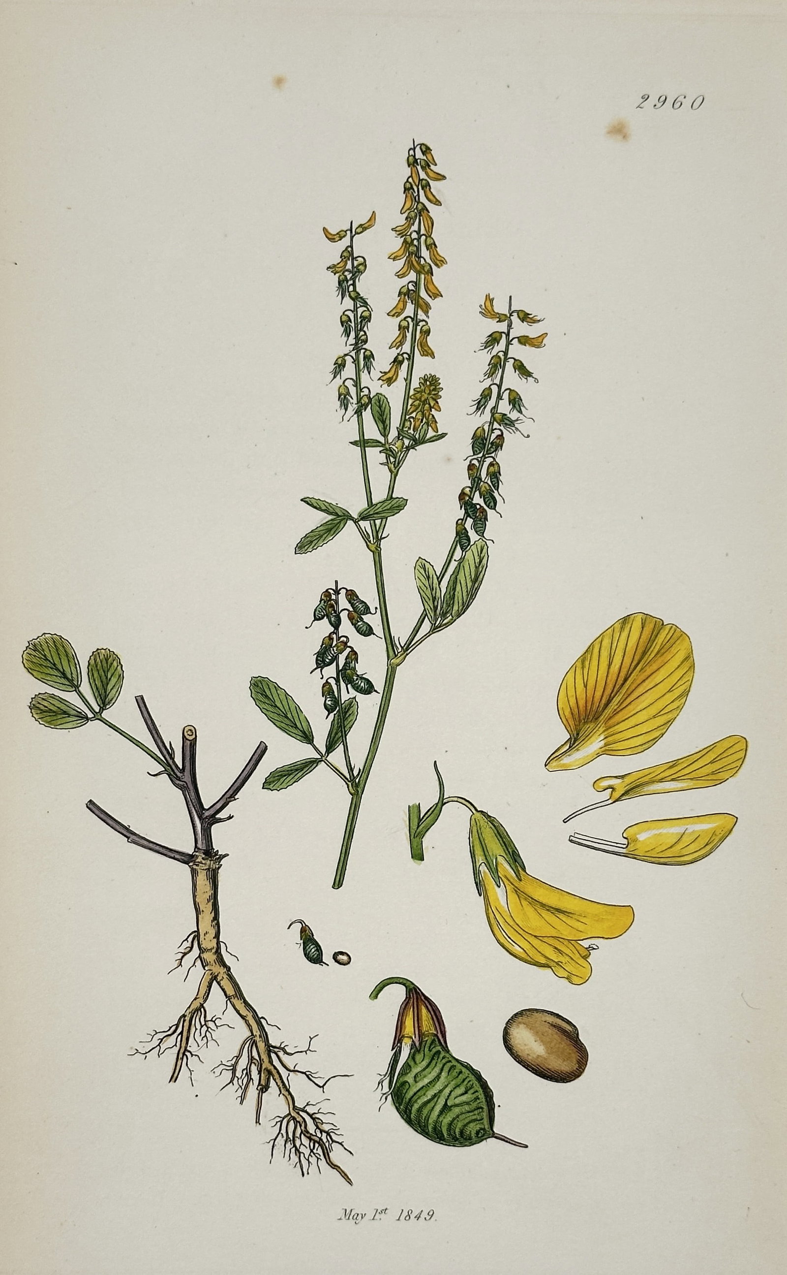 James Sowerby – Illustration of Genista Anglica (Needle Furze or Petty Whin) – Hand-colored: This hand-colored engraving is a detailed illustration of a botanical specimen, Genista Anglica (Needle Furze or Petty Whin), a low-growing plant with small trifoliate leaves, a branching stem, and de