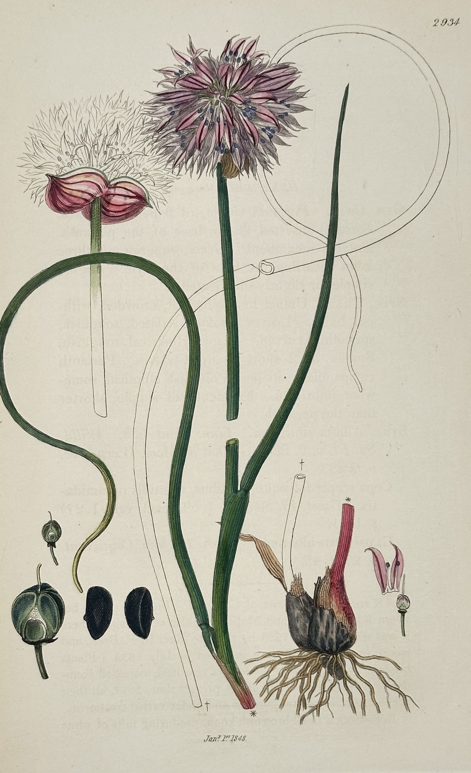 James Sowerby – Illustration of Allium Schoeno-prasum (Chives) – Hand-colored engraving (1 of 2)