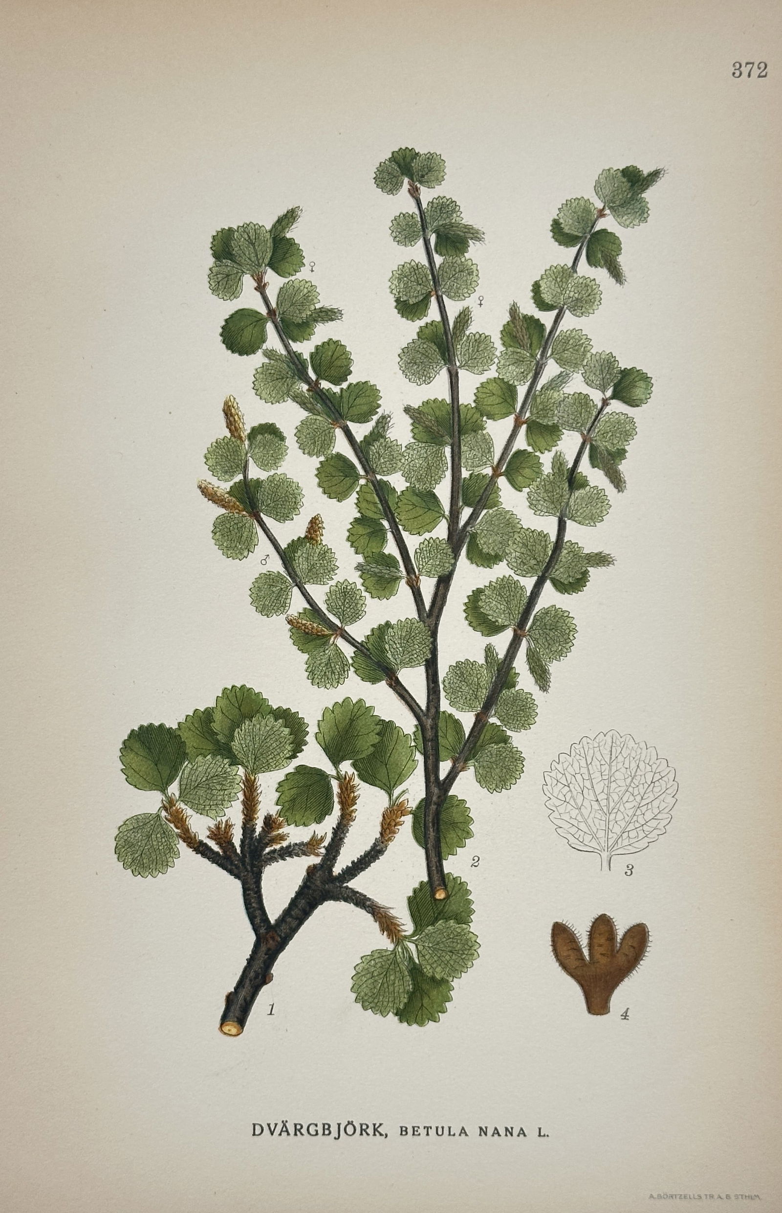 Carl Lindman – Illustration of Dwarf Birch – Hand-colored engraving (Circa 1901) (1 of 2)