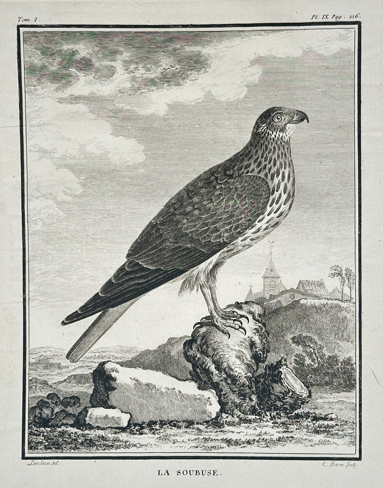 Georges-Louis Leclerc, Comte de Buffon – Illustration of Honey Buzzard – Engraving (Circa 1780) (1 of 2)