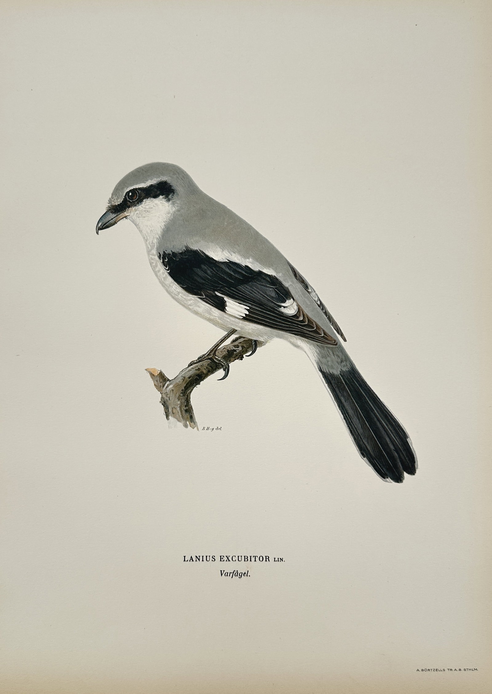 Magnus von Wright – Illustration of Lanius Excubitor Ldb. (Great Grey Shrike): This engraving is a detailed illustration of a bird specimen, Lanius Excubitor Ldb. (the Great Grey Shrike). The bird is shown perched in profile on a branch, displaying its distinctive plumage: a pal