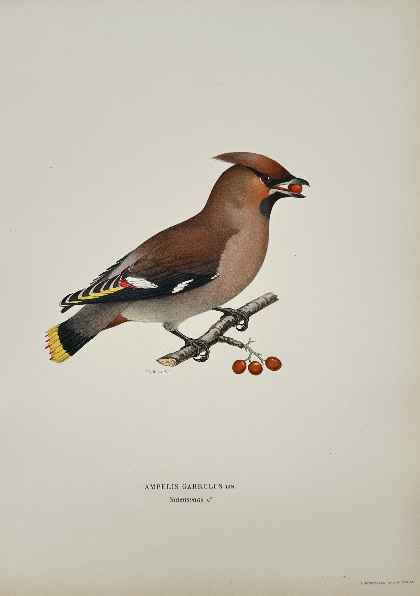 Magnus von Wright – Illustration of Ampelis Garrulus Ldb. (Bohemian Waxwing): This engraving is a detailed illustration of a bird specimen, Ampelis Garrulus Ldb. (the Bohemian Waxwing). The bird is shown perched in profile on a branch, holding a red berry in its beak. The illus