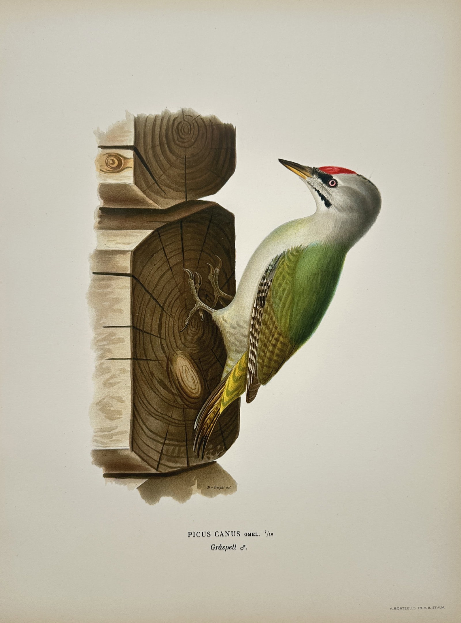 Magnus von Wright – Illustration of Picus Canus Gmel. (Grey-headed Woodpecker): This engraving is a detailed illustration of a bird specimen, Picus Canus Gmel. (the Grey-headed Woodpecker). The bird is shown clinging to the side of a wooden structure, displaying its distinctive p